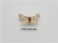 藏品(灰小掌舟蛾)的圖片